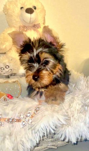 CKC YORKIE PUPPY