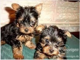 Toy Yorkshire Terrier text (***) ***-***2