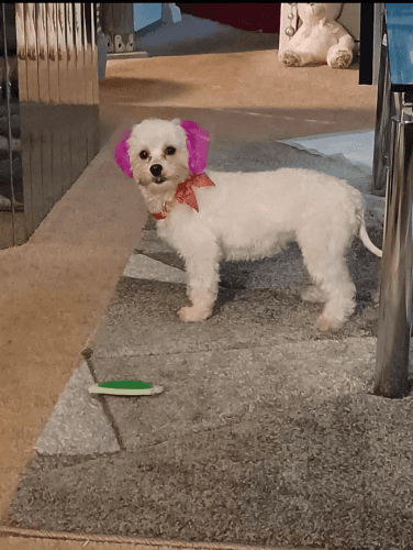 Yorkshire Terrier Puppies for sale in Greensboro, NC, USA. price: $1,200