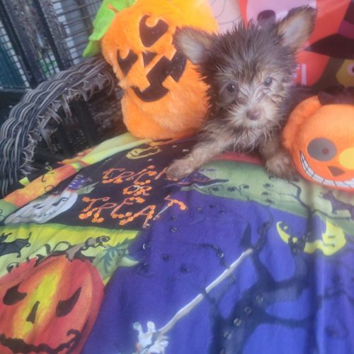 Registered Purebred Chocolate Yorkie Female
