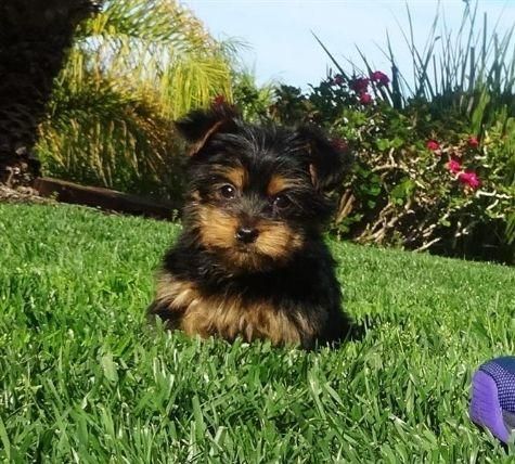 Yorkie puppies