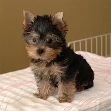 Pick Up Lovely Yorkie Puppies
