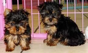 !!free Tea --cup --y.o.k.i.e Puppies***