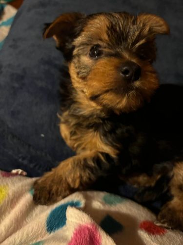 Yorkshire Terrier Puppies for sale in Los Angeles, CA, USA. price: $700