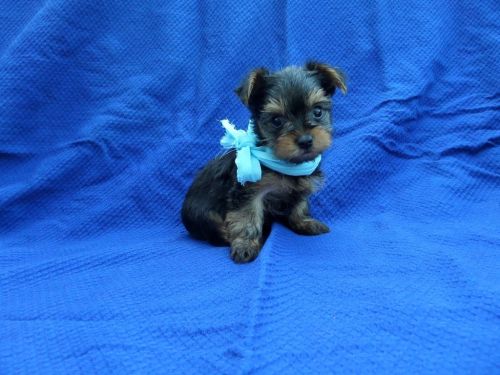 Yorkshire Terrier Puppies for sale in La Habra Heights, CA, USA. price: $1,499
