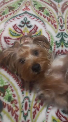 6 mon old female yorkie puppy