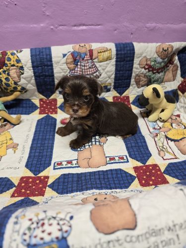 Yorkshire Terrier Male