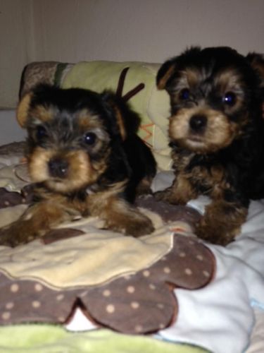 tiny yorkies 1 female left