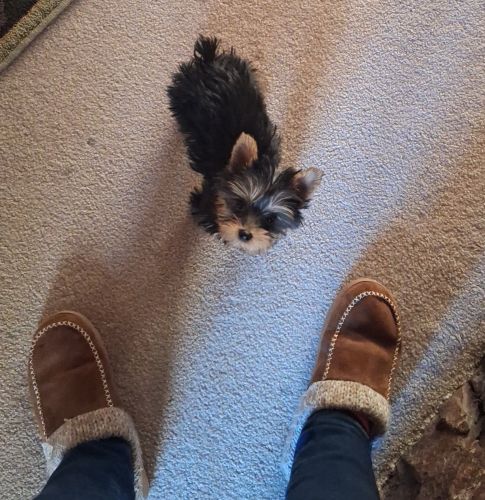 Yorkshire Terrier Female