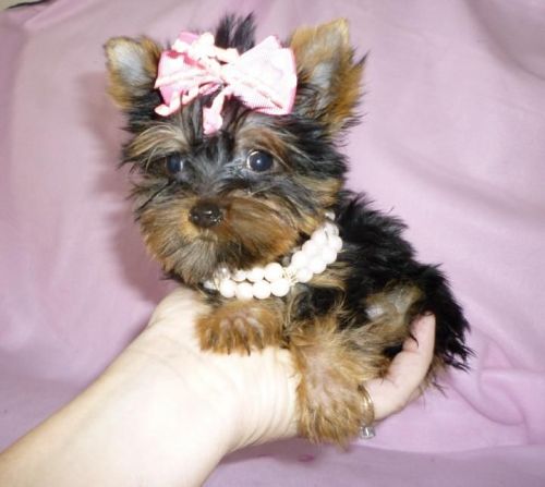 Pretty Looking Yorkie Puppy