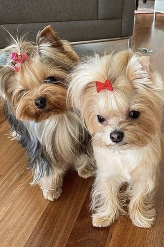 Adorable and Home Trained Yorkie puppies
