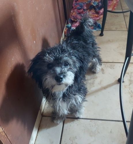 Yorkshire Terrier Puppies for sale in San Francisco, CA, USA. price: $650