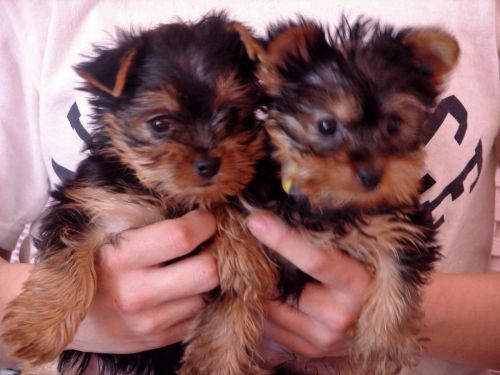 Purebred Yorkie Available Text :(***) ***-***0