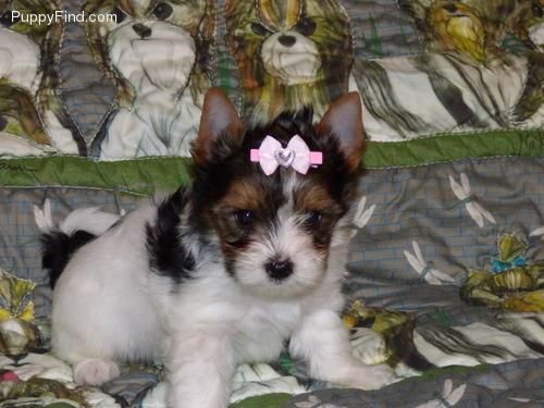 Cute Biewer Yorkie Puppies