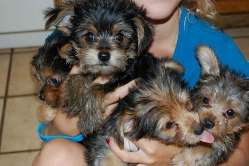 Pick Up Lovely Yorkie Puppies