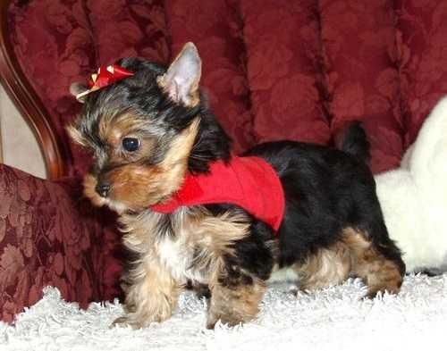 Male And Female Yorkie Puppies Text (***) ***-***0