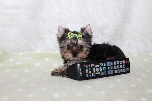 sweet Yorkshire Terrier puppy AKC