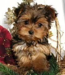 Yorkie Puppies Contact At (***) ***-***0
