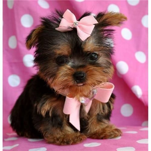 Cute Yorkie puppies ready now.text