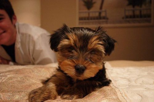 Best Yorkie puppies.text
