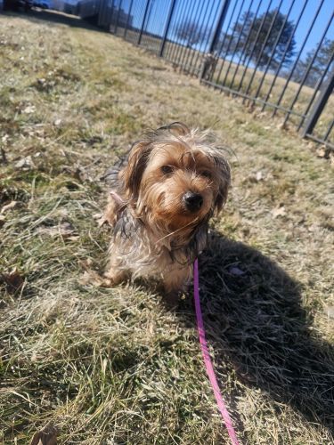 Yorkshire Terrier Puppies for sale in Kansas City, MO 64131, USA. price: $400