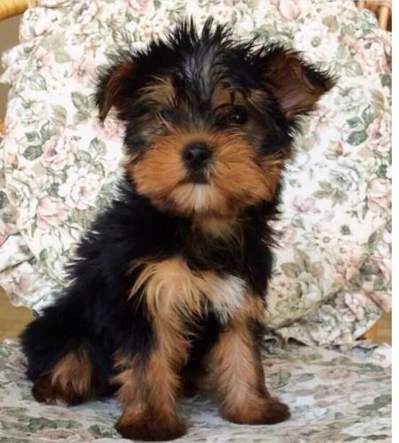 Yorkie Puppies