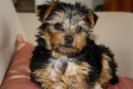 Sweet Gorgeous Teacup Yorkie Puppies