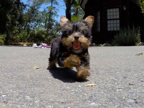Yorkshire Terrier Puppies for sale in Los Angeles, CA, USA. price: NA