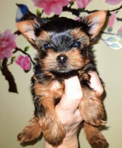 Yorkshire Terrier Puppies for sale in 1415 Tulane Ave, New Orleans, LA 70112, USA. price: $400