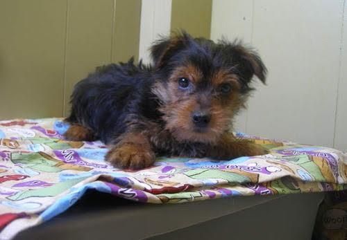 Yorkie puppies available for adoption