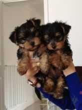 Yorkshire Terrier Puppies for sale in Washington, DC, USA. price: $59