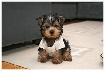 T cup Yorkie for sale