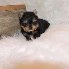 Yorkie Pups Text At (***) ***-***5