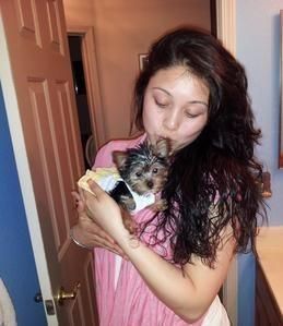 Quality Tiny Yorkie Puppies