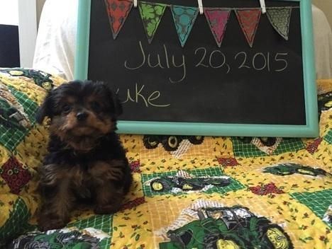 Home Trained Yorkie Puppies For Adoption