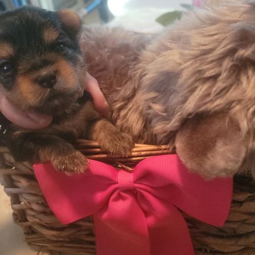 Raven Female Yorkie 2