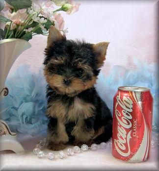 Potty Trained Teacup Yorkie Puppies
