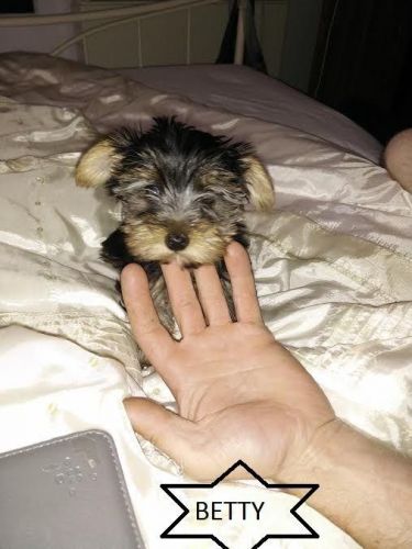 Miniature Yorkshire Terriers