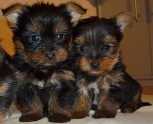 Yorkshire Terrier For Adoption *** ******1