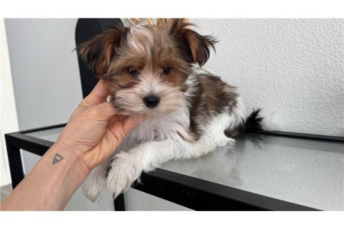 Lovely Yorkie Puppies