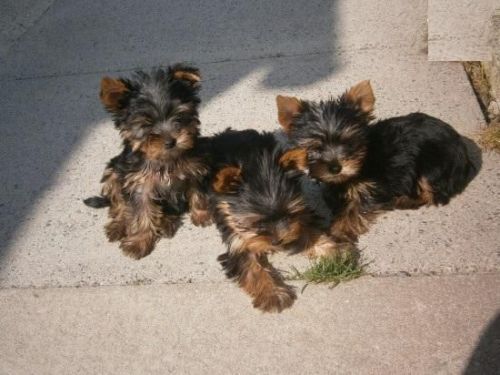Sweet yorkies Puppies