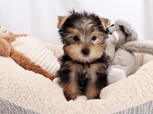 Yorkie Puppies For Re-homing Text(***) ***-***2