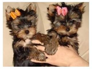 Charming and Cute Yorkie Now Available