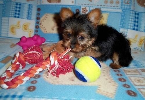 fabulous dog/Bitche Tiny Yorkshire Terrier