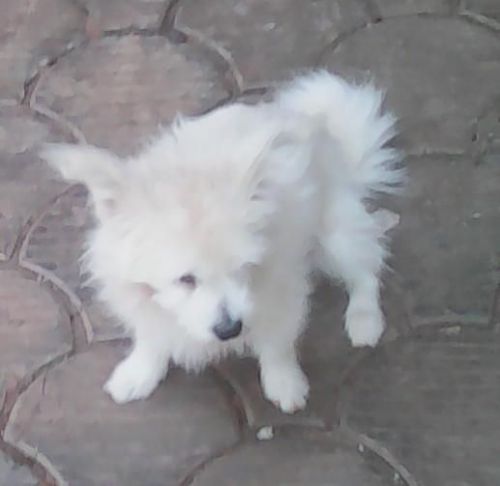 Adorable Yorkie Puppies Ready To Go:(2***) ***9-4***1