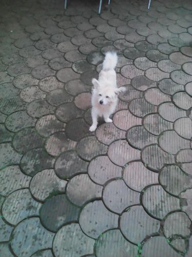 Adorable Yorkie Puppies Ready To Go(2***) ***9-4***1