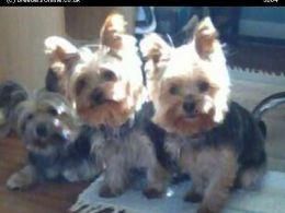 Toy yorkshire terrier puppies