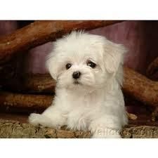 Tina Teacup Yorke Puppies(***) ***-***1