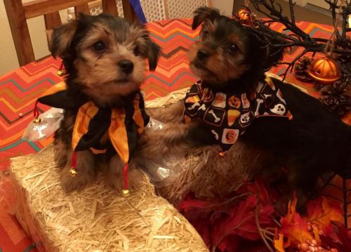 CKC Teacup Yorkie Puppies