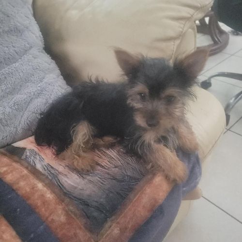 Yorkie Male